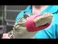 Alligator caught in West Lubbock neighborhood