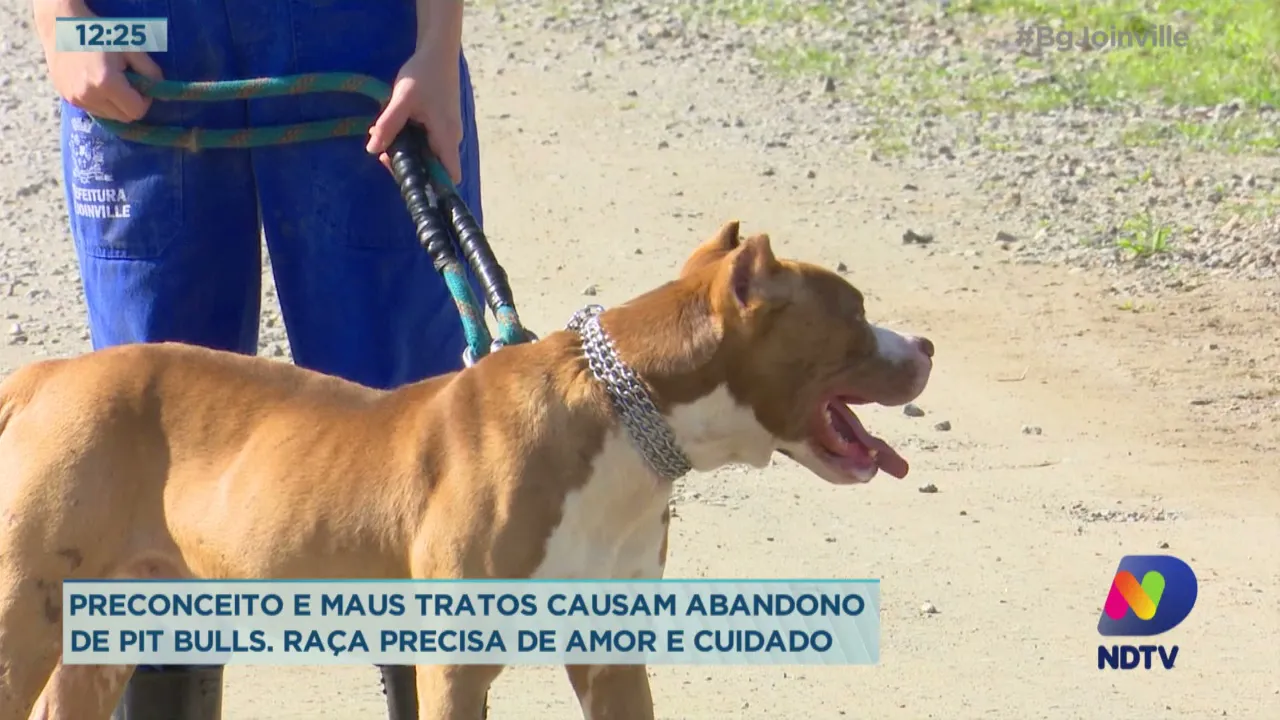 Preconceito e maus tratos causam abandono de Pit Bulls, raça precisa de amor e cuidado