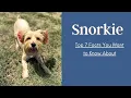 Top 7 Snorkie Facts You Want to Know About Miniature Schnauzer and a Yorkshire Terrier Mixes