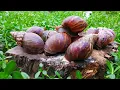 Download Lagu HUNTING SNAILS! Berburu Hewan Bekicot Yang Lucu [Bekicot Siput Keong \u0026 Kelomang]