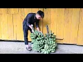Download Lagu Homeless boy and poor girl go alone to pick bananas, fruits and cook-homeless boy