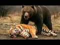 Download Lagu GRIZZLY BEAR vs TIGER - SHOCKING END For Stupid Tiger Messed With The Wrong Opponent !