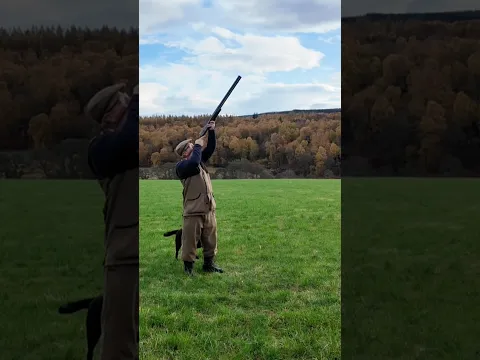 Driven Pheasant Shooting with Labrador Retriever Gundog #labrador #gundog #dog