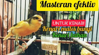 Download KENARI GACOR MASTERAN KENARI BAHAN SUSAH BUNNYI MP3