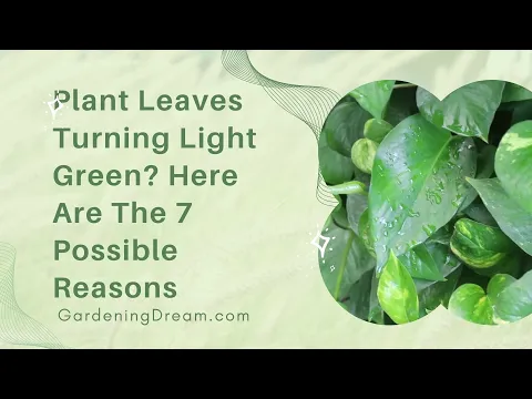 Download MP3 Plant Leaves Turning Light Green Here Are The 7 Possible Reasons