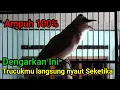 Download Lagu PANCINGAN TRUCUKAN AGAR BUNYI burung TRUCUKAN GACOR ROPEL PANJANG