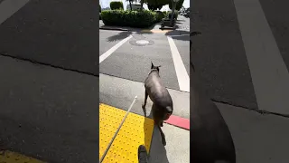 #fypシ #dream #pets #doberman #Fyp