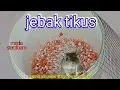 Download Lagu cara jebak tikus