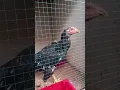 Download Lagu 🔴Live RJ Farm..., Cek amunisi dan anakan di Kandang.