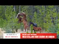 Momma mare putting herself between two rowdy Stallions  || Wild Horses of Alberta