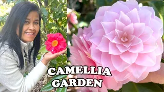 The Best Camellia Garden I Ve Ever Seen Filoli Gardens Camellia Collection 