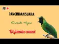 Download Lagu masteran cucak ijo nembak kasar full isian 2024