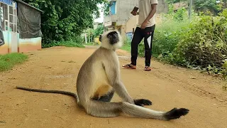 Langur Monkey Sitting Like a Human 🐒 | Amazing Monkey Moments