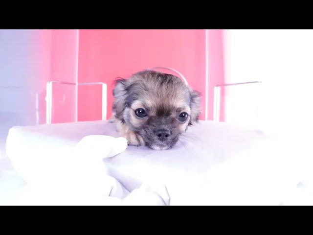 動画