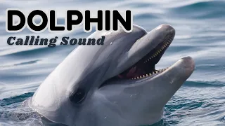 Download Suara Pemanggil Lumba-lumba MP3