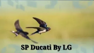 Download SP Ducati By LG MP3