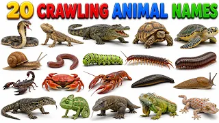 20 Crawling Animal Names | 20 रेंगने वाले जानवरों के नाम | Animals Name in Hindi & English
