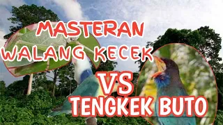 masteran lovebird kombinasi walang kecek dan tengkek buto