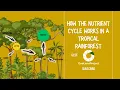 GCSE Geography How the nutrient cycle works in a tropical rainforest
