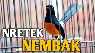 Download KRETEKAN TEMBAKAN MURAI BATU BONGKAR ISIAN MEMANCING EMOSI LAWAN MP3