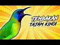 Download Lagu Masteran Burung Kinoi Terbaik | Suara Jernih dan Gacor #BurungKinoi #MasteranBurung #SuaraKinoi