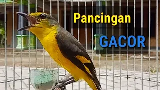Download Mantenan Gunung Kuning GACOR MP3