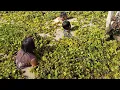 Lagu OBRAK ABRIK MARKAS IKAN PAKAI TANGAN KOSONG, BIKN BERANG-BERANG KENA MENTAL KALAU MELIHAT ORANG INI
