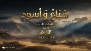                                                                راشد الماجد   سباع و أسود دندنها