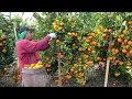 6.9 Million Tons Of Citrus In America Are Produced This Way - American Farming