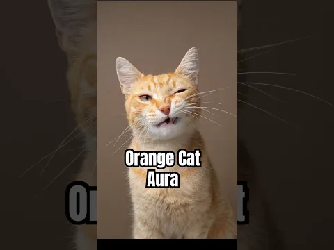 Tigger from Istanbul showing us some angry Cat faces #orangecat #catphotography #angrycat #funnycat