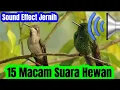 Lagu Sound Effect 15 Suara Hewan