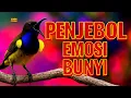 Lagu Penjebol emosi bunyi sogon bahan agar terpancing gacor nembak isian‼️