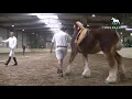 Download Lagu Jean van de Mussenhoek - Belgian Draft Horse stallion