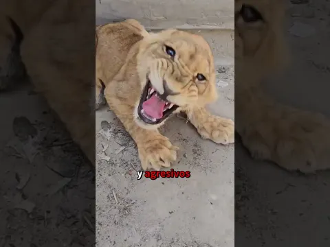 Cachorros de león feroces son cuidados y criados por un hombre #león #animals #shorts