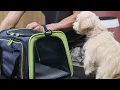 How to Get Your Dog Accustomed to a Travel Carrier