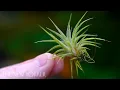 Download Lagu How Air Plants Grow Without Soil | The New Yorker