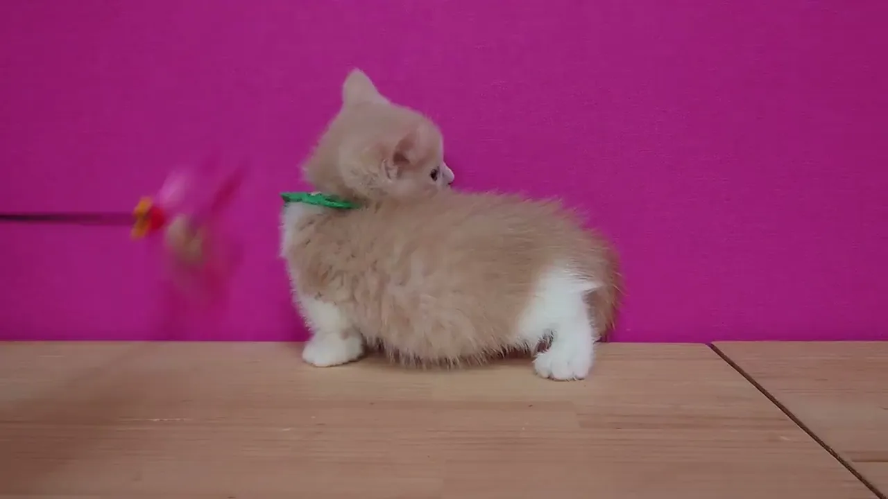 動画