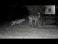 Coyote Attacks One-Eyed White tailed Deer
