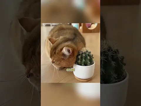 He Made a Cat Bed From Their Own Fur!