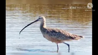 صوت طائر العويدي الكركص  لايك  للفيديو دندنها
