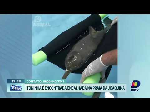 Filhote de Toninha é resgatado na Praia da Joaquina e recebe cuidados para sobreviver