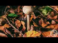 SPEECHLESS - Future Feelings    #chillpheals#relax#nature #chillhiphopbeats #chillbeats #lofibeats