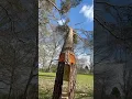 Download Lagu Felling technique #outdoorwork #woodscraft #woodwork #wood #chainsaw #farming #diy #carpentry