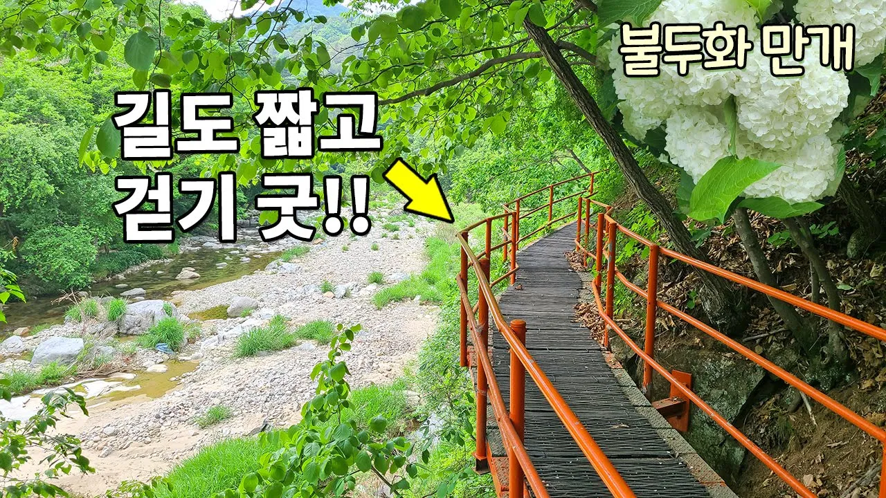 👍가까운 홍천 수타사계곡길 부모님도 좋아하실 산책길 👏누구나 걷기 정말 좋은 수타사계곡길 4km 꼭 가보세요 🌺수타사불두화 2023/05/20 촬영 サムネイル