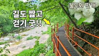 👍가까운 홍천 수타사계곡길 부모님도 좋아하실 산책길 👏누구나 걷기 정말 좋은 수타사계곡길 4km 꼭 가보세요 🌺수타사불두화 2023/05/20 촬영 썸네일