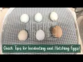 Quick Tips for Incubating and Hatching Eggs
