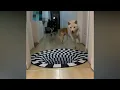 A 3D rug that fools the dogs…