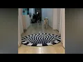 Download Lagu A 3D rug that fools the dogs…