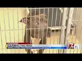 Animal Control takes program to help clear shelter