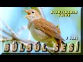 Download Lagu Bülbül Ötümlü Kanarya Eğitimi İçin Bülbül Sesi (6 Saat)